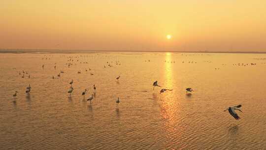 鄱阳湖 日落 候鸟 白鹤 航拍视频素材模板下载
