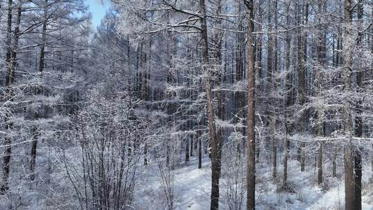 雪林雾凇景观