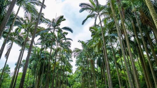 高大的热带植物棕榈树林视频素材模板下载