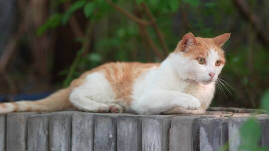 橘猫躺在窗台上休息