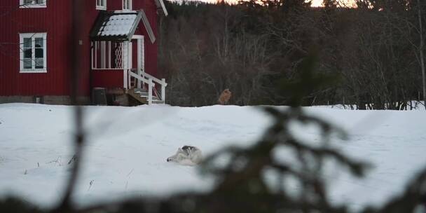 冬季小狗在雪地打滚玩耍