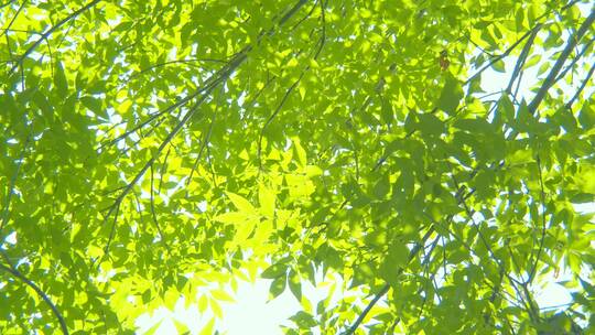 夏天阳光树叶唯美空镜头意境植物