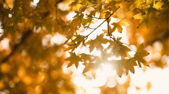 秋天 秋 阳光透过树叶