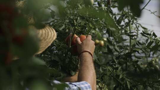 农民从农场的灌木丛中摘西红柿