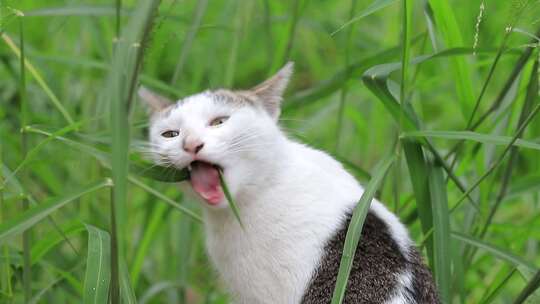 狸花猫特写，狸花猫吃草特写，中华田园猫