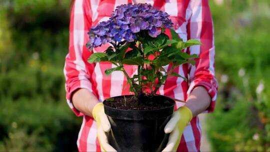 园丁手拿花盆里的紫色绣球花