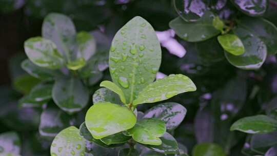 树叶嫩叶雨后水珠附着