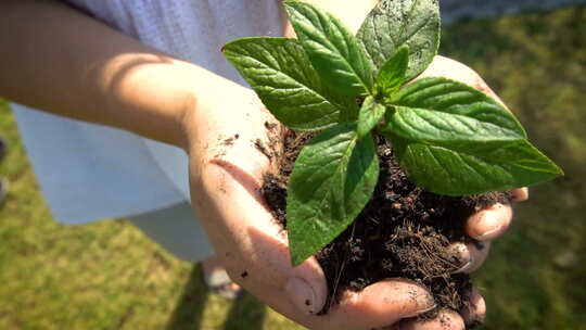 植树节 种树 栽树 植树 小树双手土壤