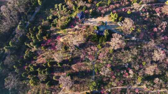 航拍南京明孝陵梅花山漫山遍野梅花盛开