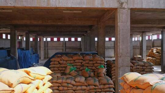 非洲咖啡豆种植园视频视频素材模板下载