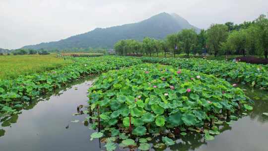 杭州湘湖十里荷塘风景航拍