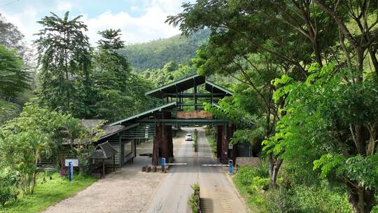 4K 航拍 云南 普洱茶 景迈山 大平掌