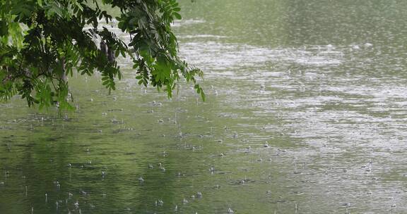 江南春天下雨雨滴湖面树枝空镜
