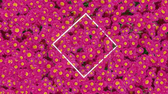 4k动态花朵背景 几何发光素材