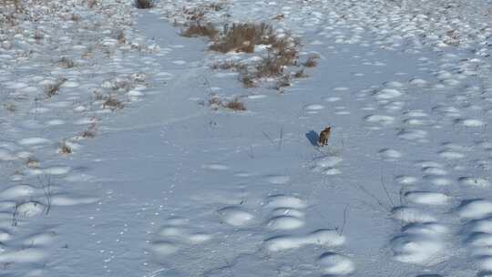 狐狸在雪地上