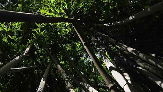 竹园竹林竹子竹叶光影唯美意境