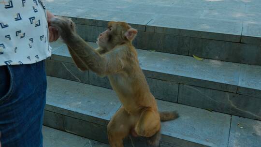 桂林七星公园野生的猴子视频素材模板下载