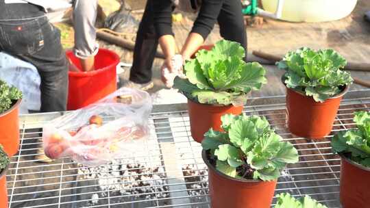 土 种植土 劳作 干活 浇水 翻土