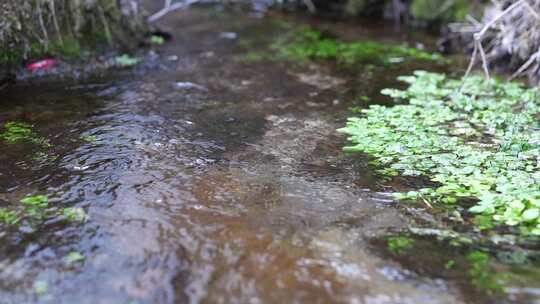 水面漂浮绿色植物特写