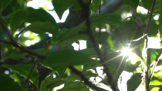 林间小景 日出 日落 太阳 树木 花草 昆虫