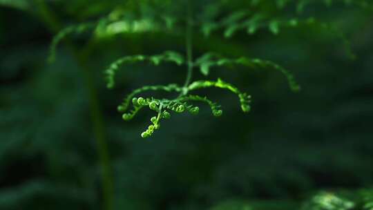 阳光照射下的森林绿色蕨类植物叶子特写