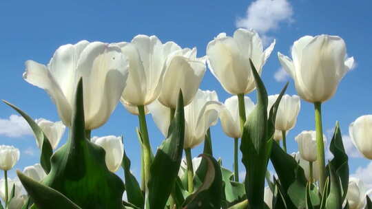 蓝天下盛开的白色郁金香