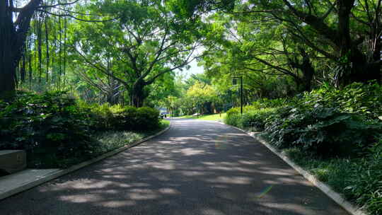 公园草坪草地 校园小路 林荫大道