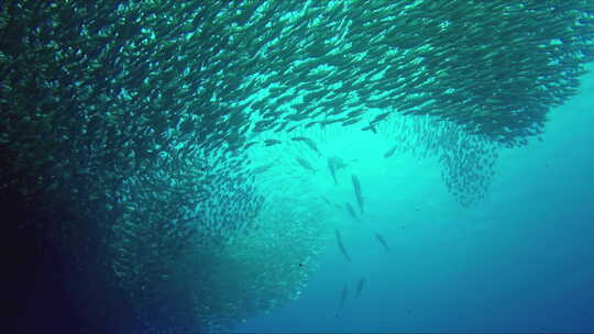 远洋捕捞海底巨大的鱼群