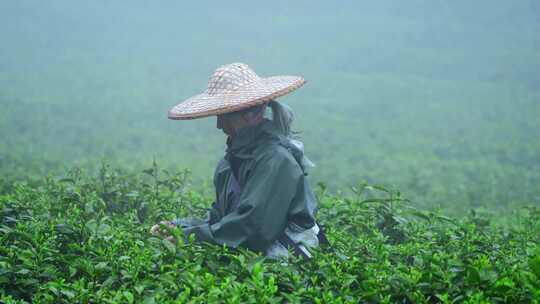 毛尖春茶白茶绿茶茶叶手工茶采摘