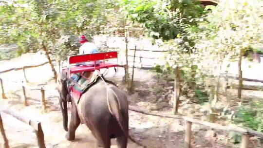 大象在大象营地视频素材模板下载