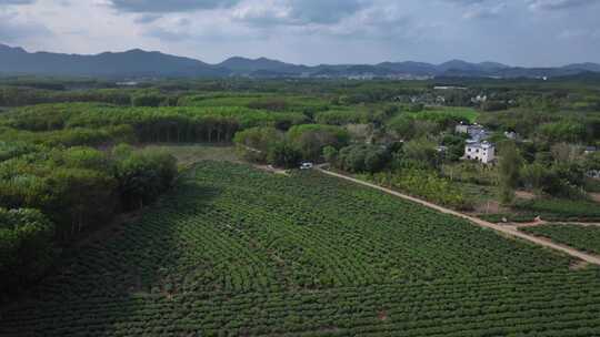 茶园航拍空镜视频素材模板下载