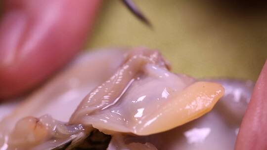 掰开花蛤花甲蛤蜊看内脏砂囊