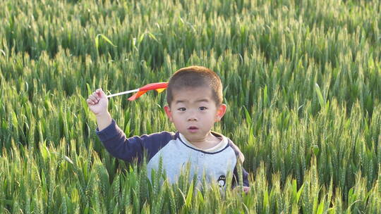 春天中国小朋友在麦田地中玩耍