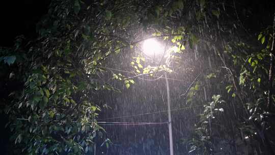 大雨的夜晚路灯树下照亮的雨丝