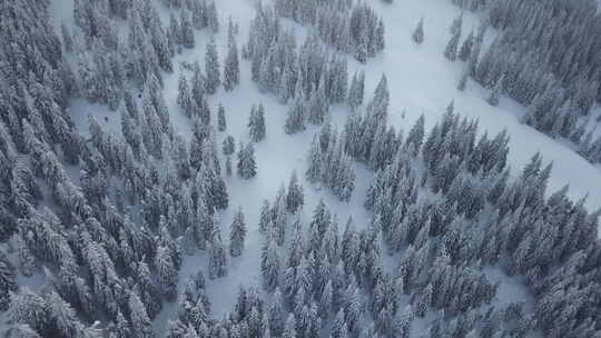 航拍树林森林冬季雪景