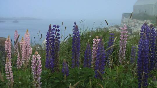 海岛上薄雾中的花朵