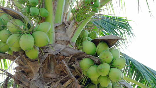 椰子 热带水果视频素材模板下载
