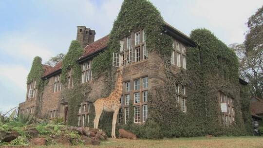 长颈鹿在肯尼亚豪宅外溜达