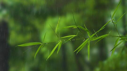雨水打到竹叶上