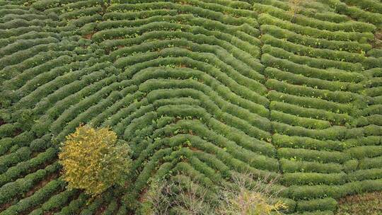 茶茶园茶山风光