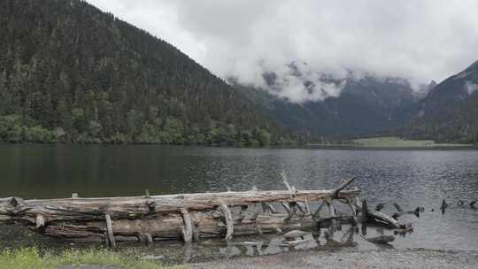 4k超清川西高原航拍湖泊牧场山谷牛群马匹