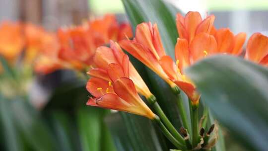 君子兰 大叶石蒜 植物 观赏 花卉 长春市花