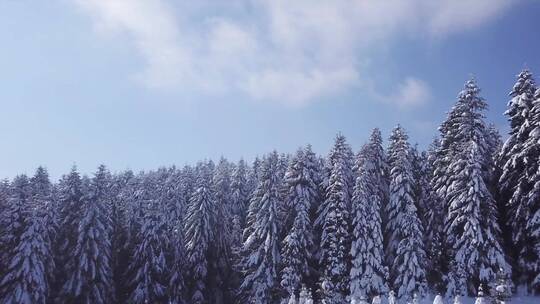 雪山森林景观