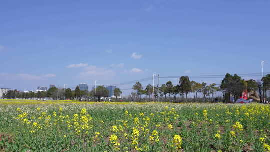 彩色油菜花田里游玩的旅客