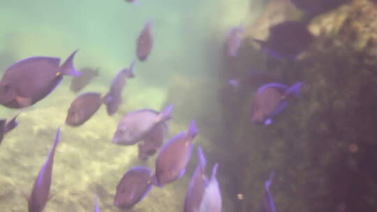海底紫色鱼群