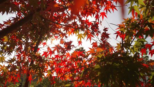 秋天秋日暖阳秋天里的红色枫叶视频素材模板下载