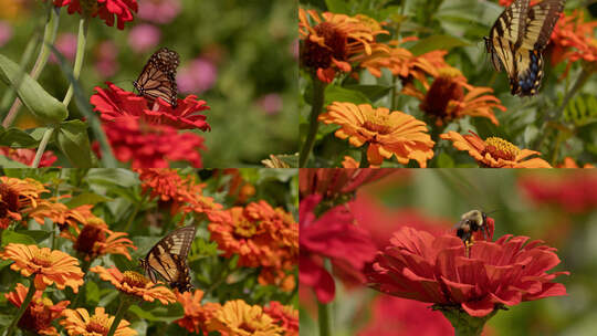 蝴蝶采蜜飞舞蜜蜂采蜜花园
