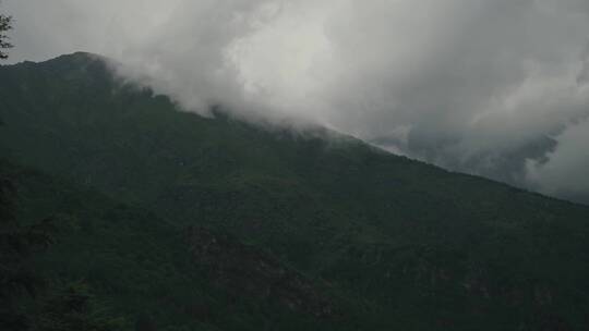 森林雨季云雾涌动延时