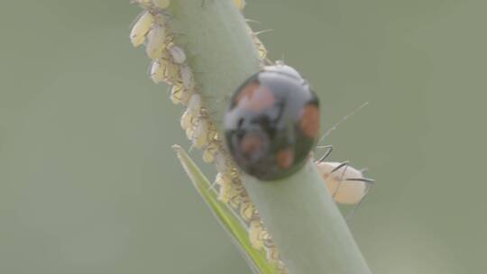 四星瓢虫吃蚜虫LOG