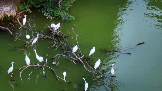 航拍广东肇庆七星岩星湖栖息的白鹭